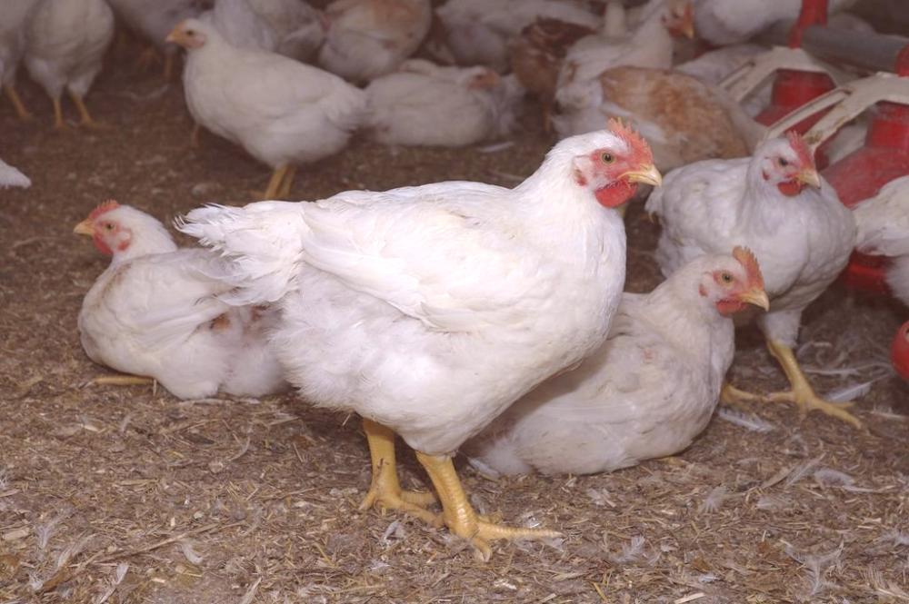 Ange Aviculture / Vente de poulets Thiès