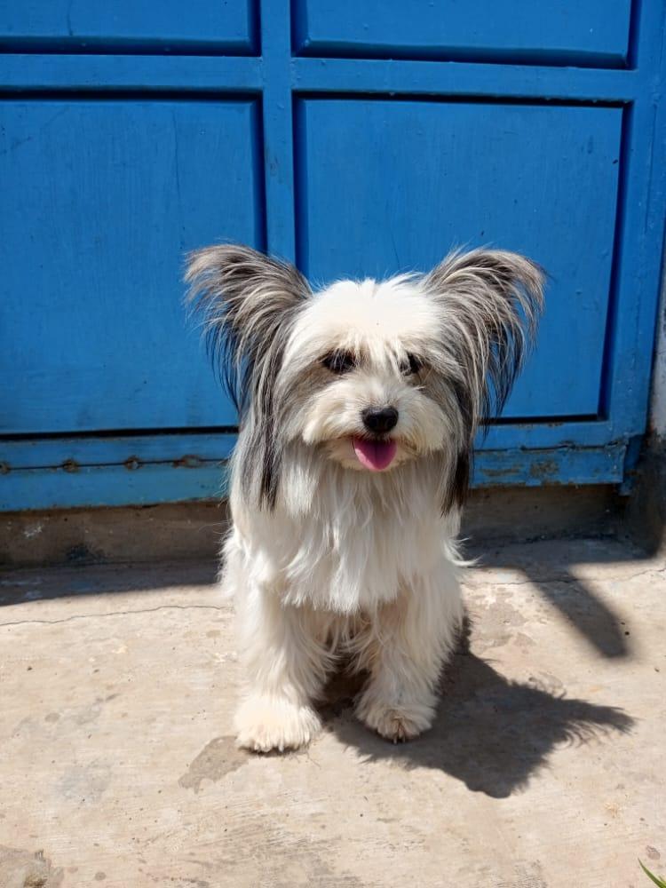 Zurri Dog House, Spa & Academy